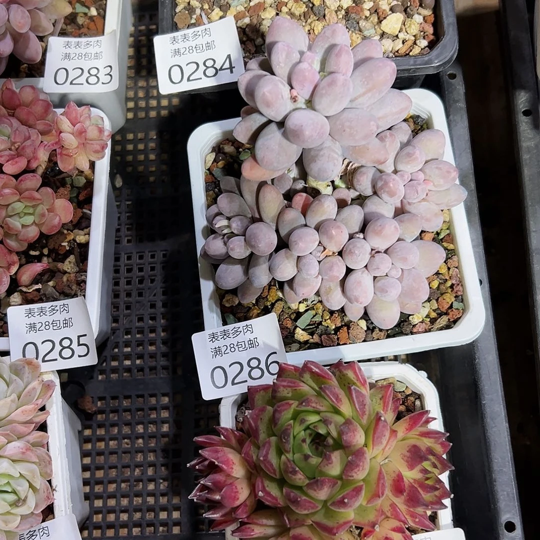 三**耶多肉一物一拍0286