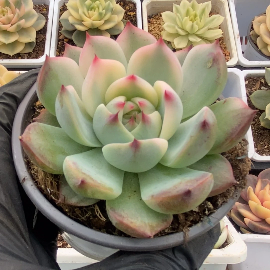 759锦锦锦锦锦锦锦锦锦