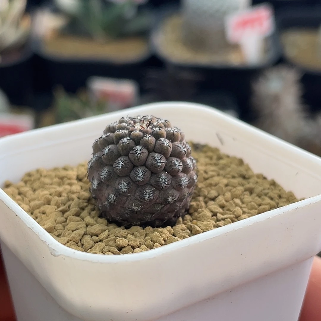 实生豹头仙人球多肉