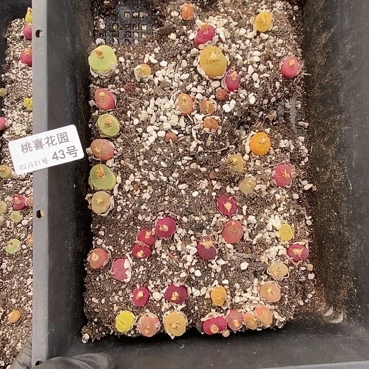 桃喜花园0221-43毛