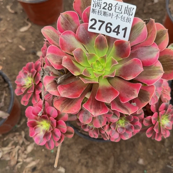 27641南美杜莎多肉植物