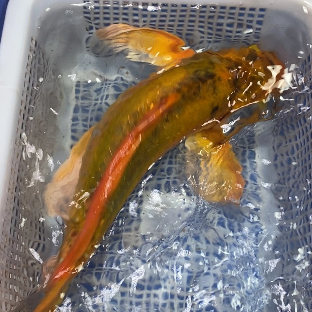 锦鲤冷水锦鲤包邮