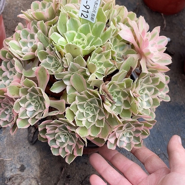 912男神多肉植物法师