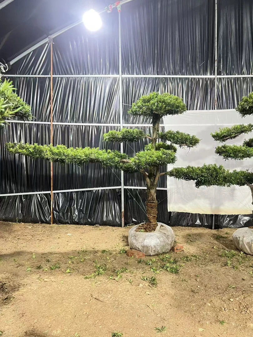 小叶雀舌罗汉松 盆栽 地栽 庭院