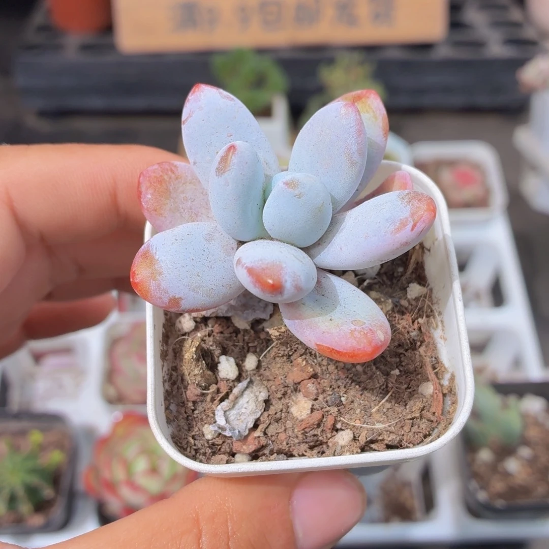 雪美人多肉9.9包邮发货