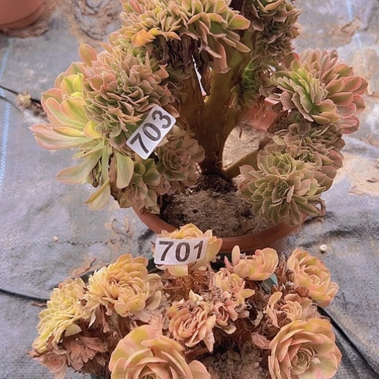 幸****多肉植物两个追花