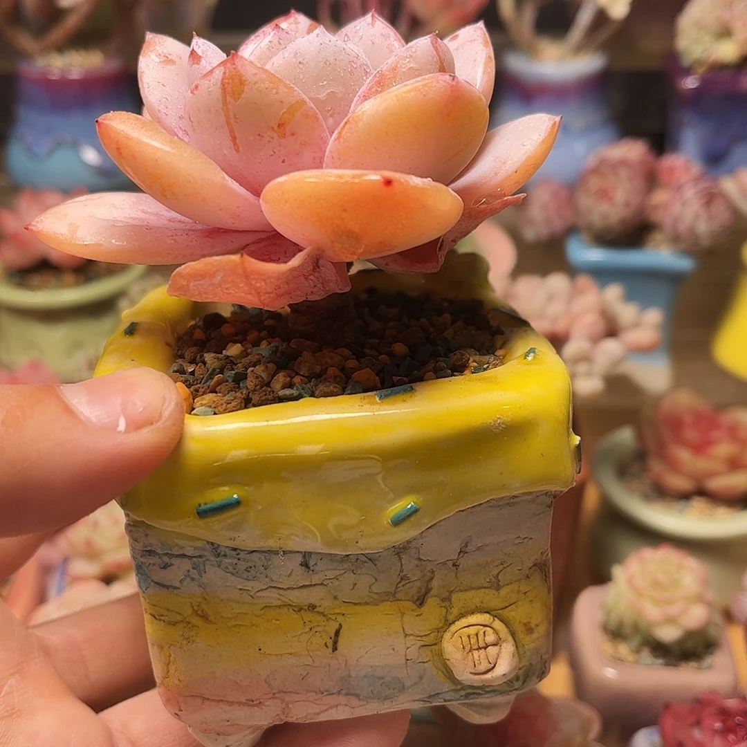 满***达奶茶含盆含土发货