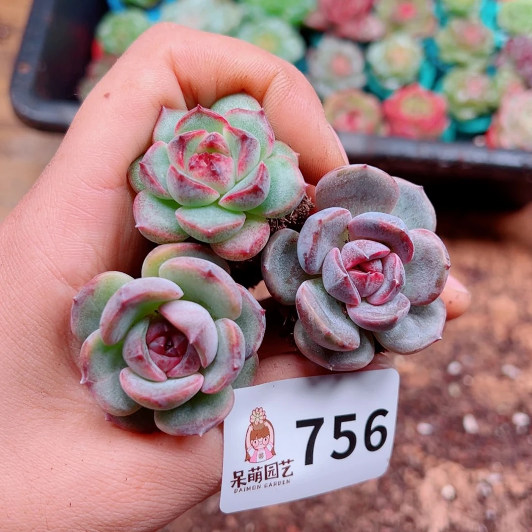 多肉植物多肉植物