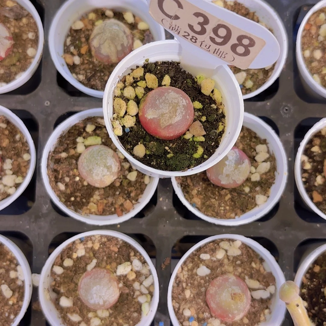 C398灯泡一物一拍