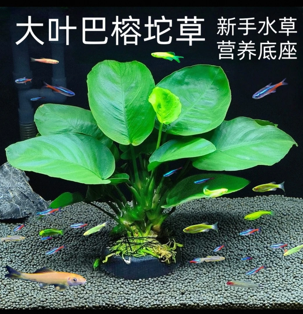 大叶巴榕坨草小巴榕活体水草好养活可净化水质用于鱼缸造景