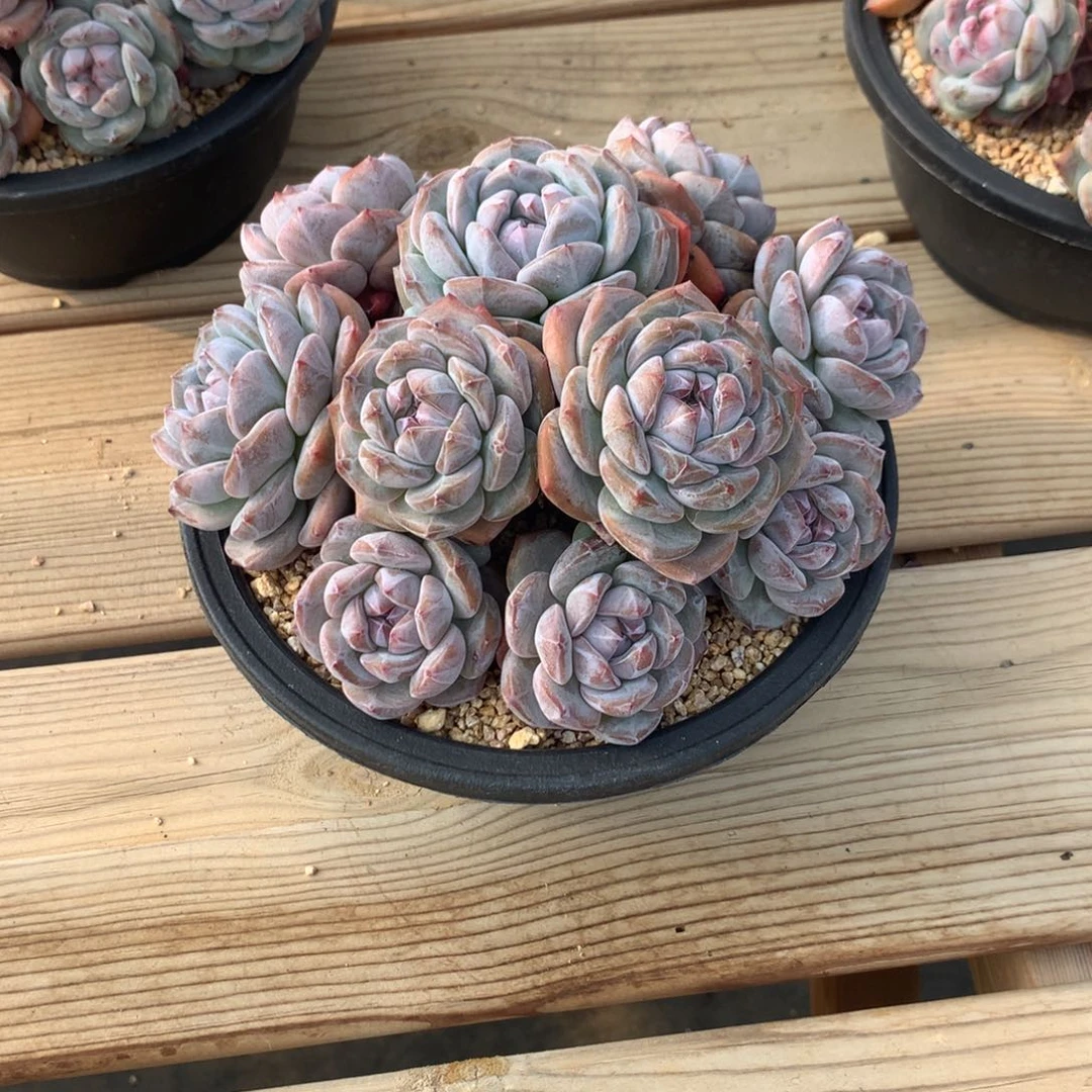 茜***宝茜宝突尼斯寄养多肉