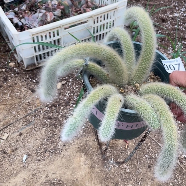 完全开放雨轩阁九尾狐007