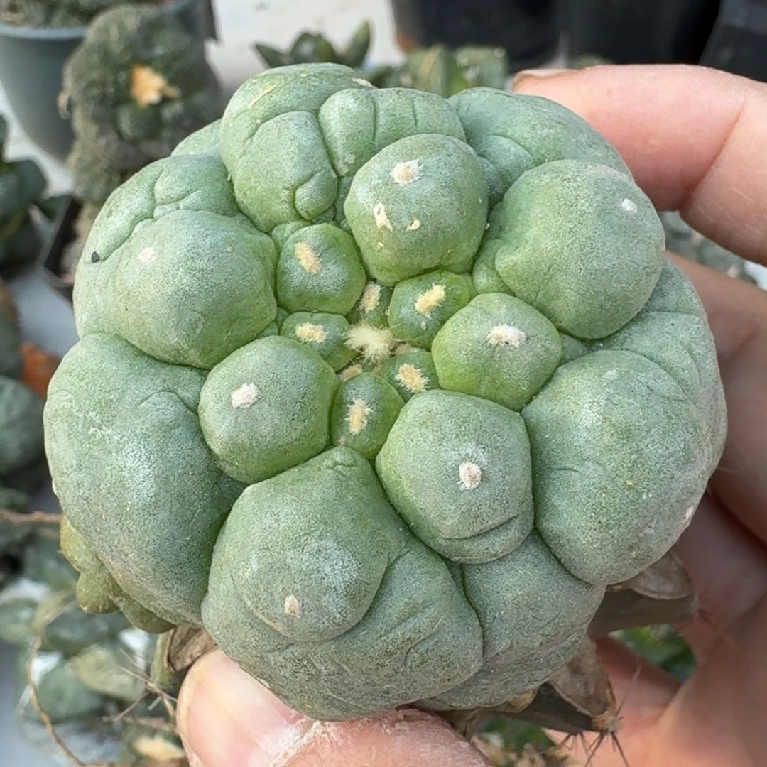 【闪购商品】大尤皱尤鲜