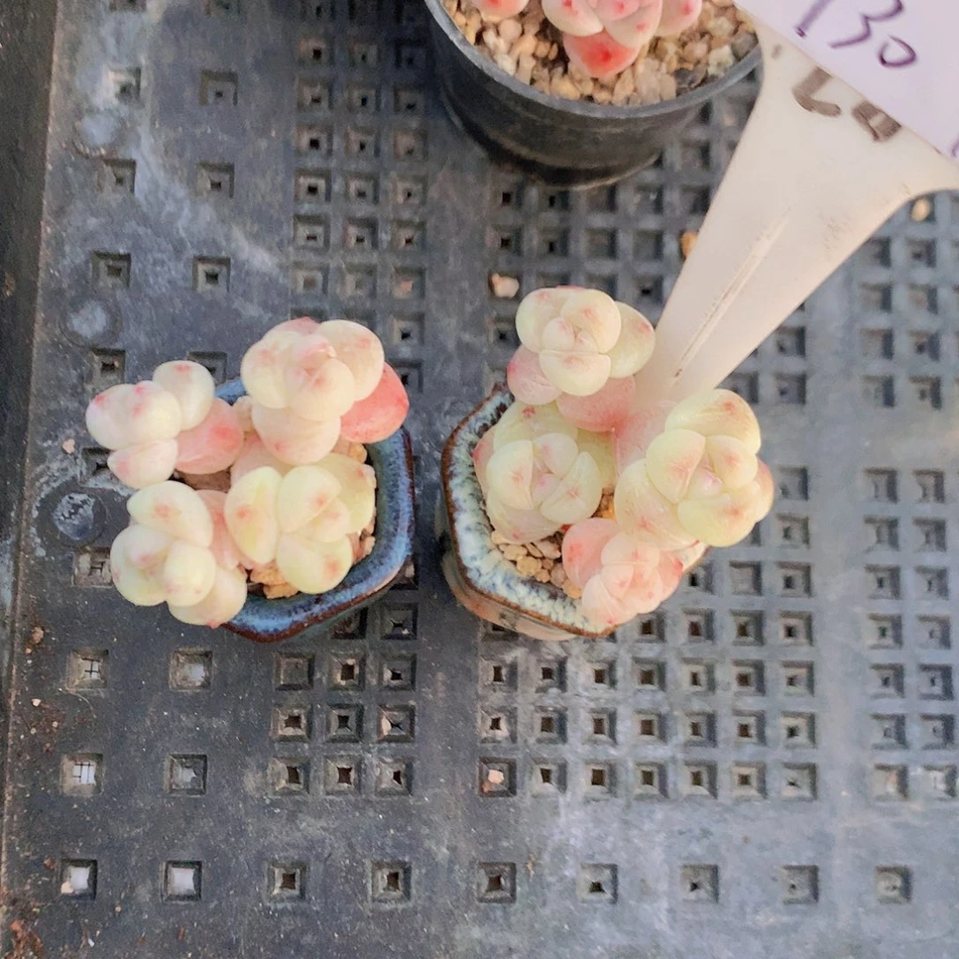 男男带盆土发俩小叶冰玉