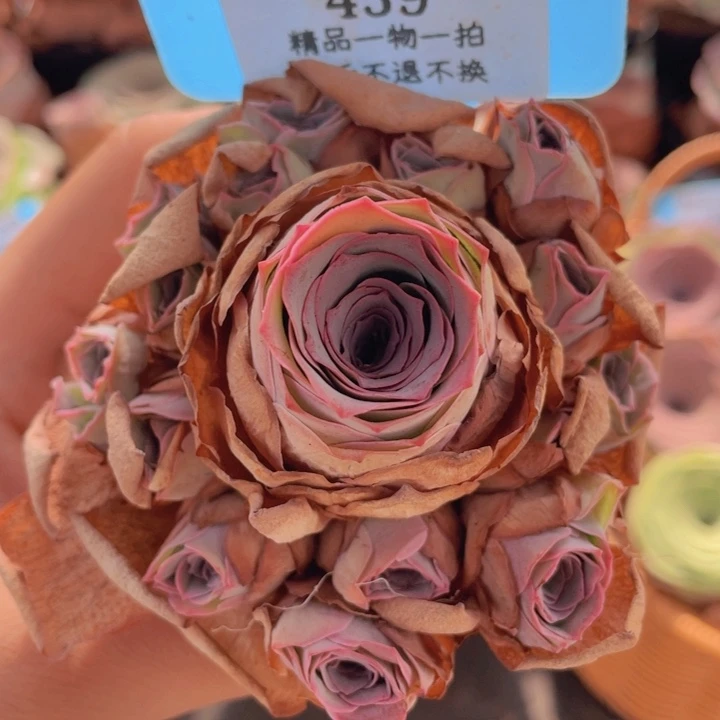 山地玫瑰459裸根发货不售后