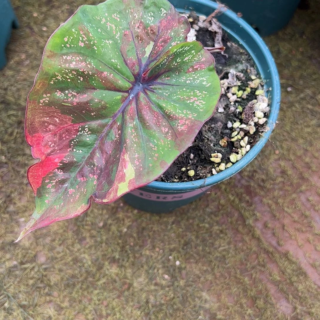 无花朵莫奈花园泰彩16