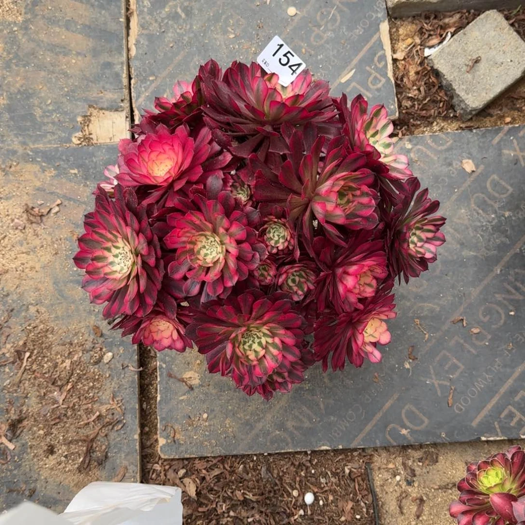 154红铜超白多肉植物