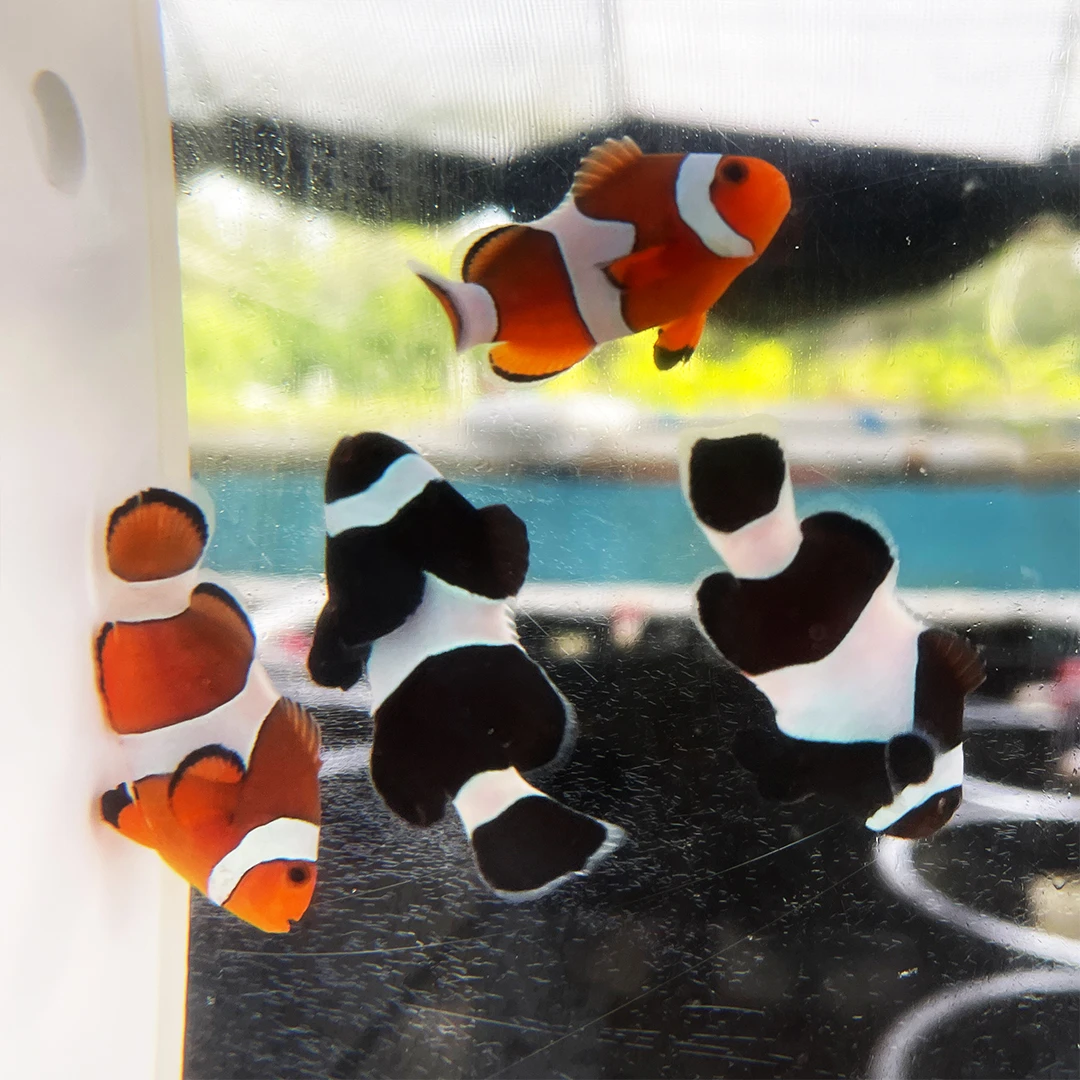 公子/澳黑小丑鱼任选4条，尺寸4厘米+