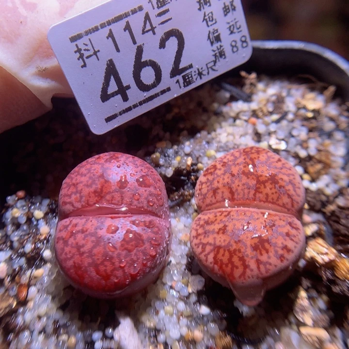 精品生石花114.462