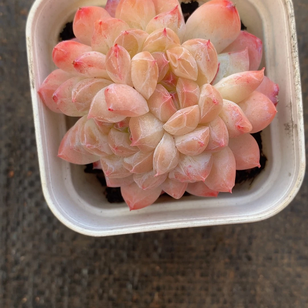 精控七仙女双心一物一拍