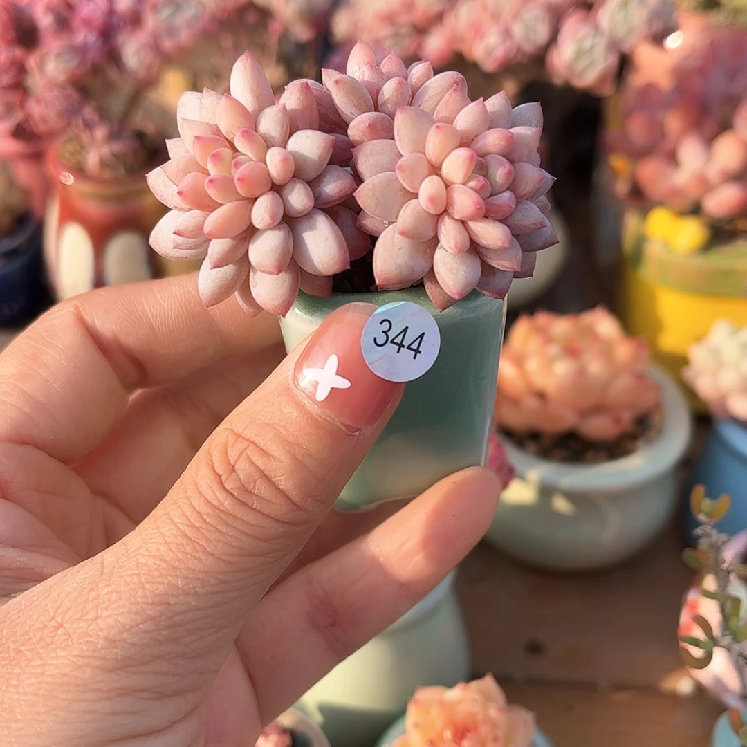 344 多肉含盆土30元除偏远