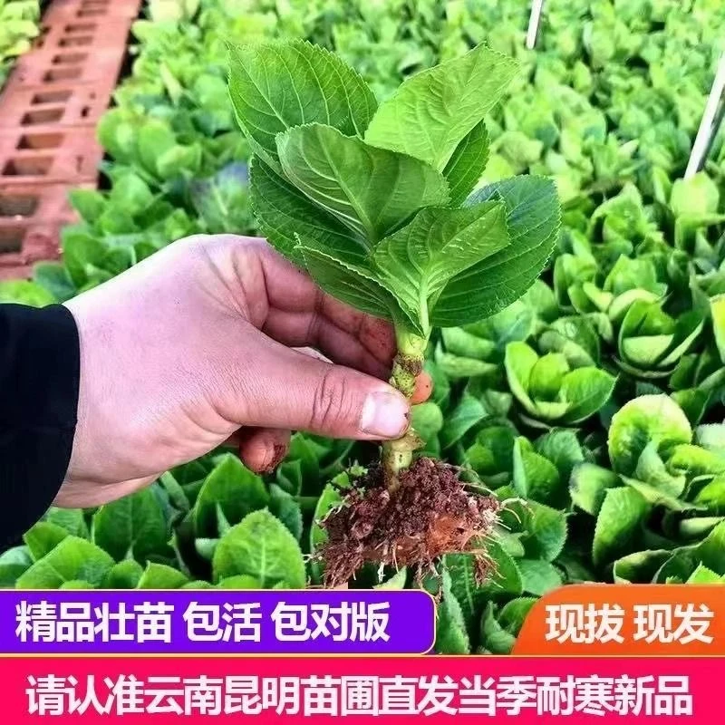 云南重瓣大花绣球10颗花苗无尽夏绣球盆栽地栽