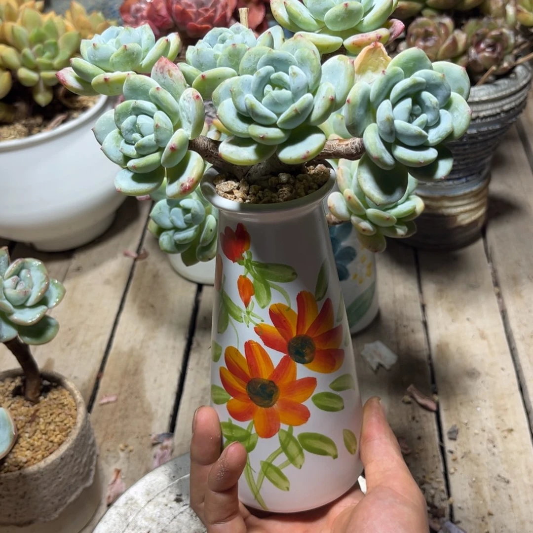 冷香小树多肉植物tichuhn