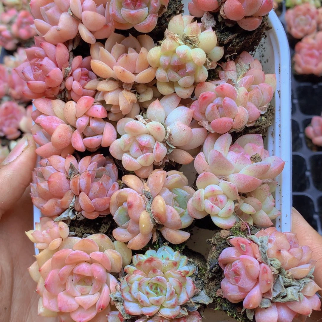 我要去买东西吃啊我068
