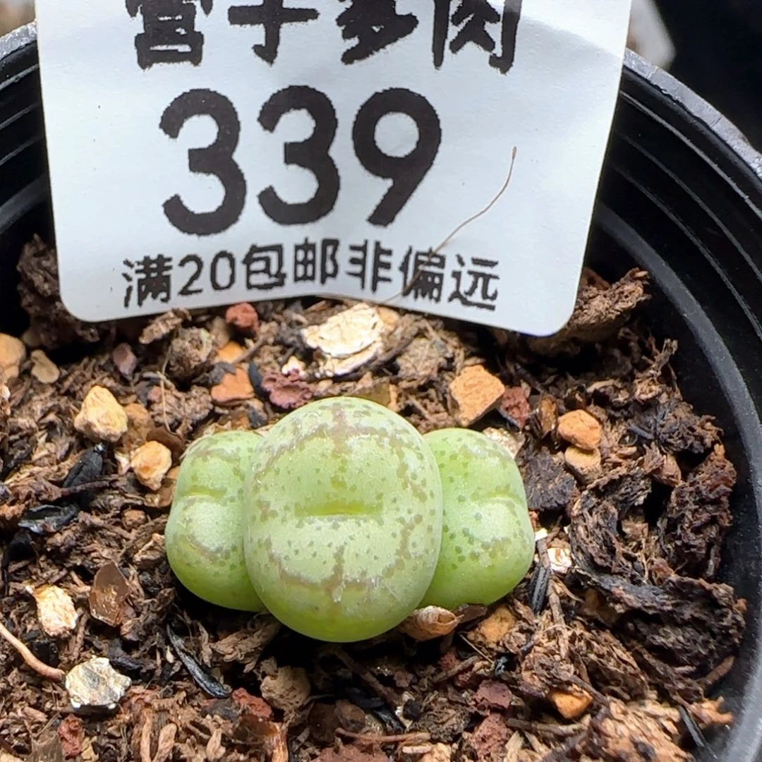 紫猴带盆土福利。