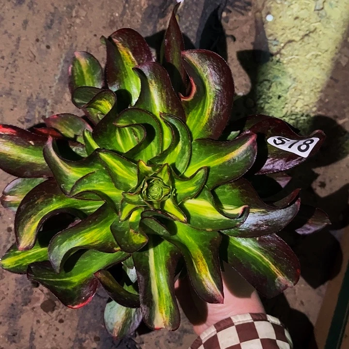 518魅影七彩多肉植物处理不售后中班七彩