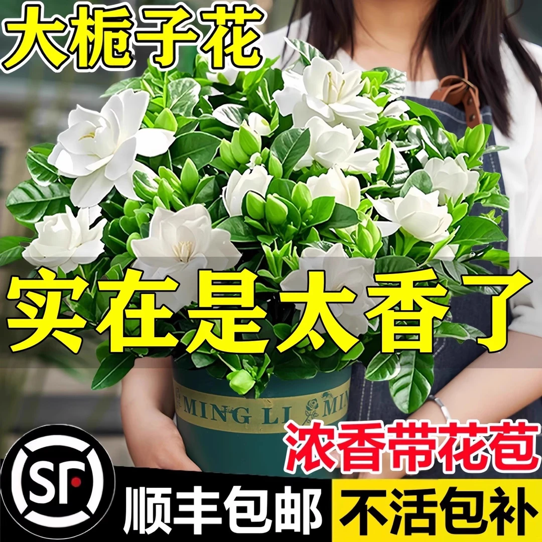 栀子花盆栽四季花卉植物树苗室内绿植阳台好养易活茉莉花带开花苞