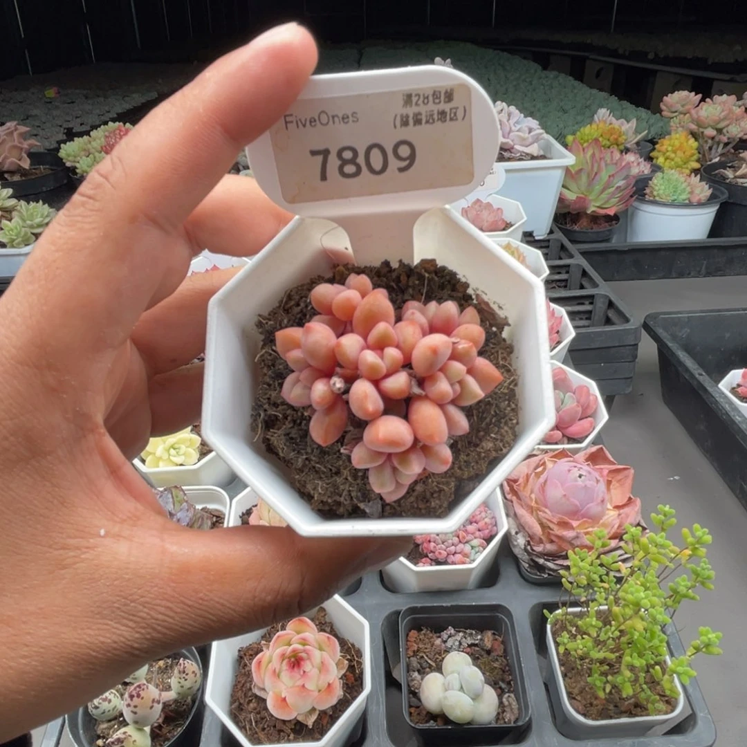7809熊猫眼4.5厘米
