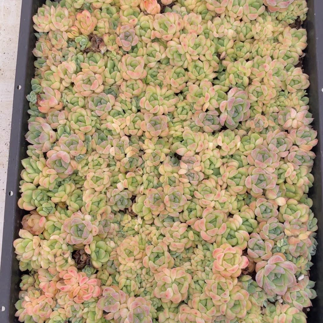 云糖心多肉植物504