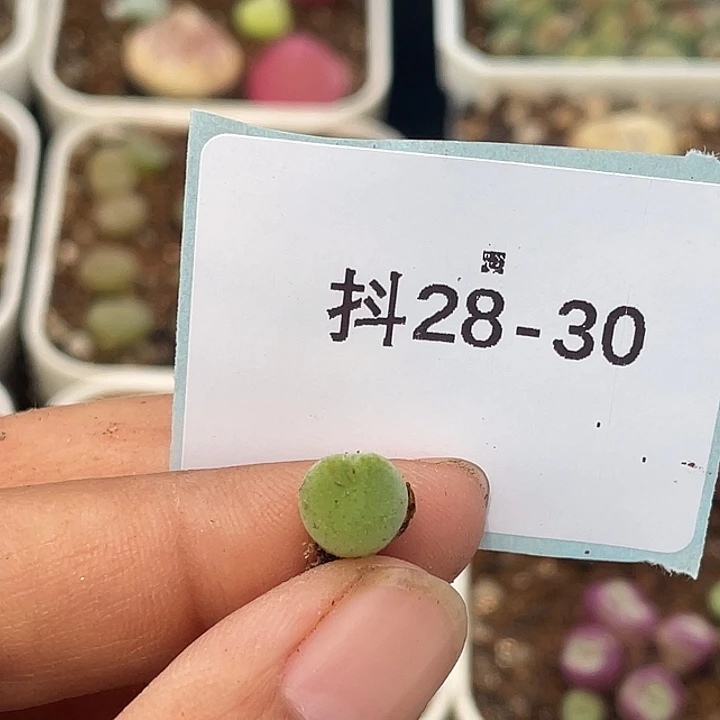 珍*版28-30肉锥多肉植物