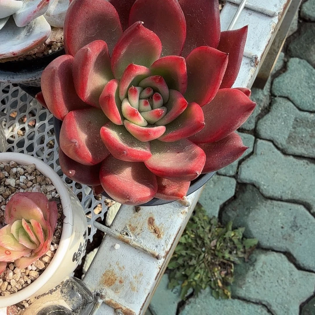 弗兰克多肉植物精品