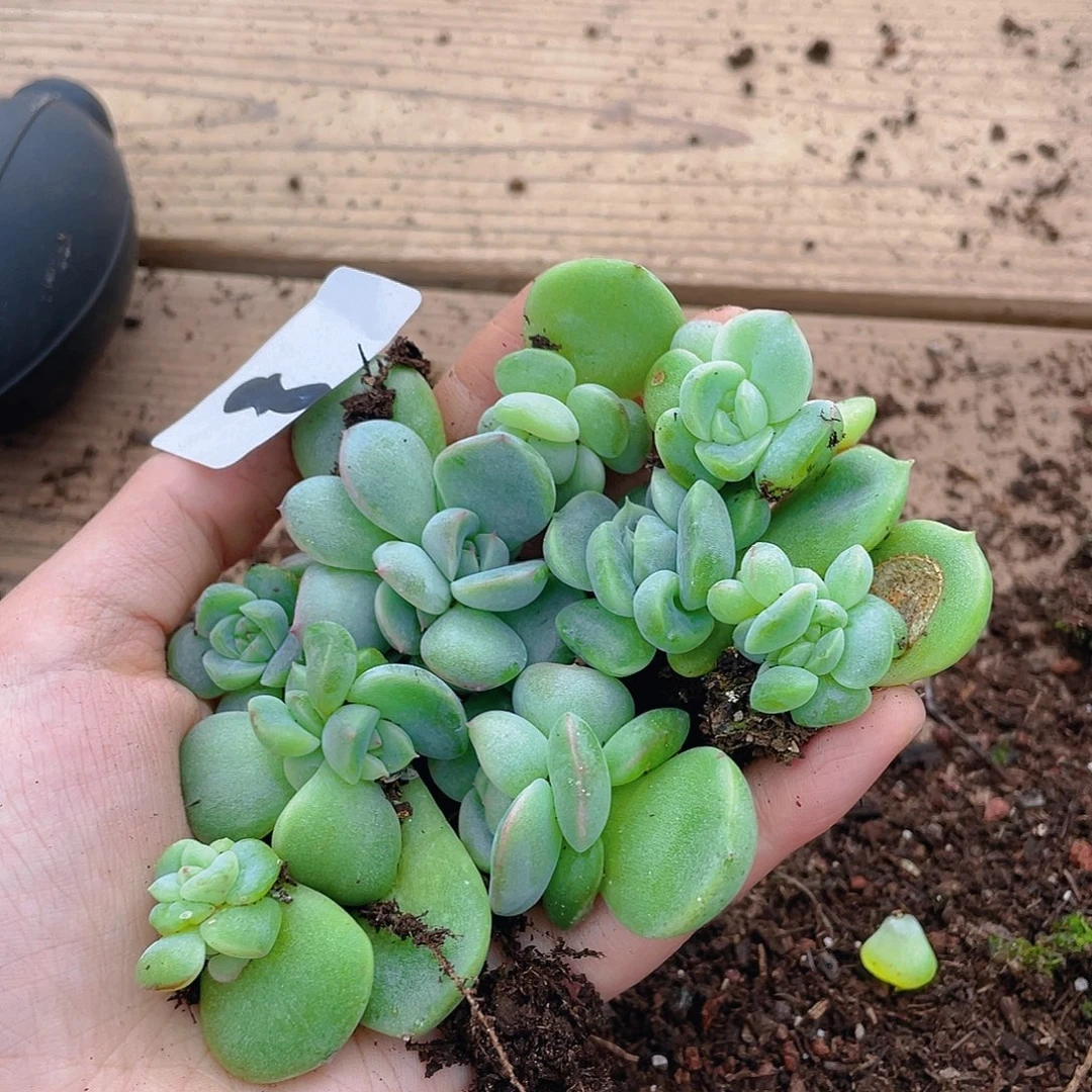 多肉植物多肉植物8