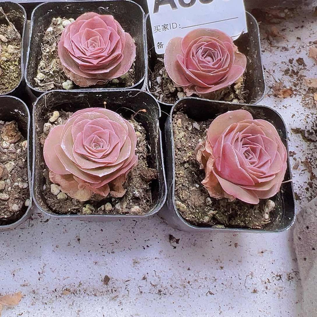 836紫潘2个带盆带土发