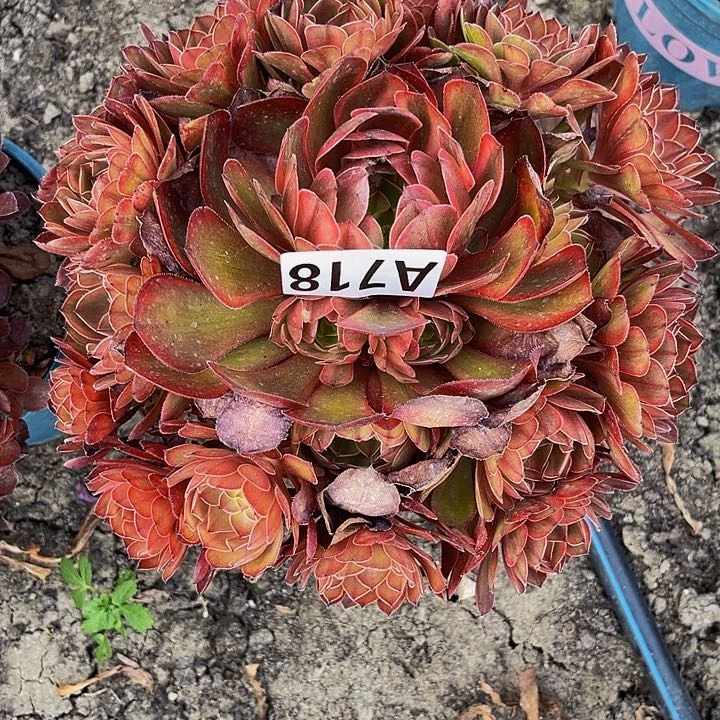 七彩万圣节16/-25包邮