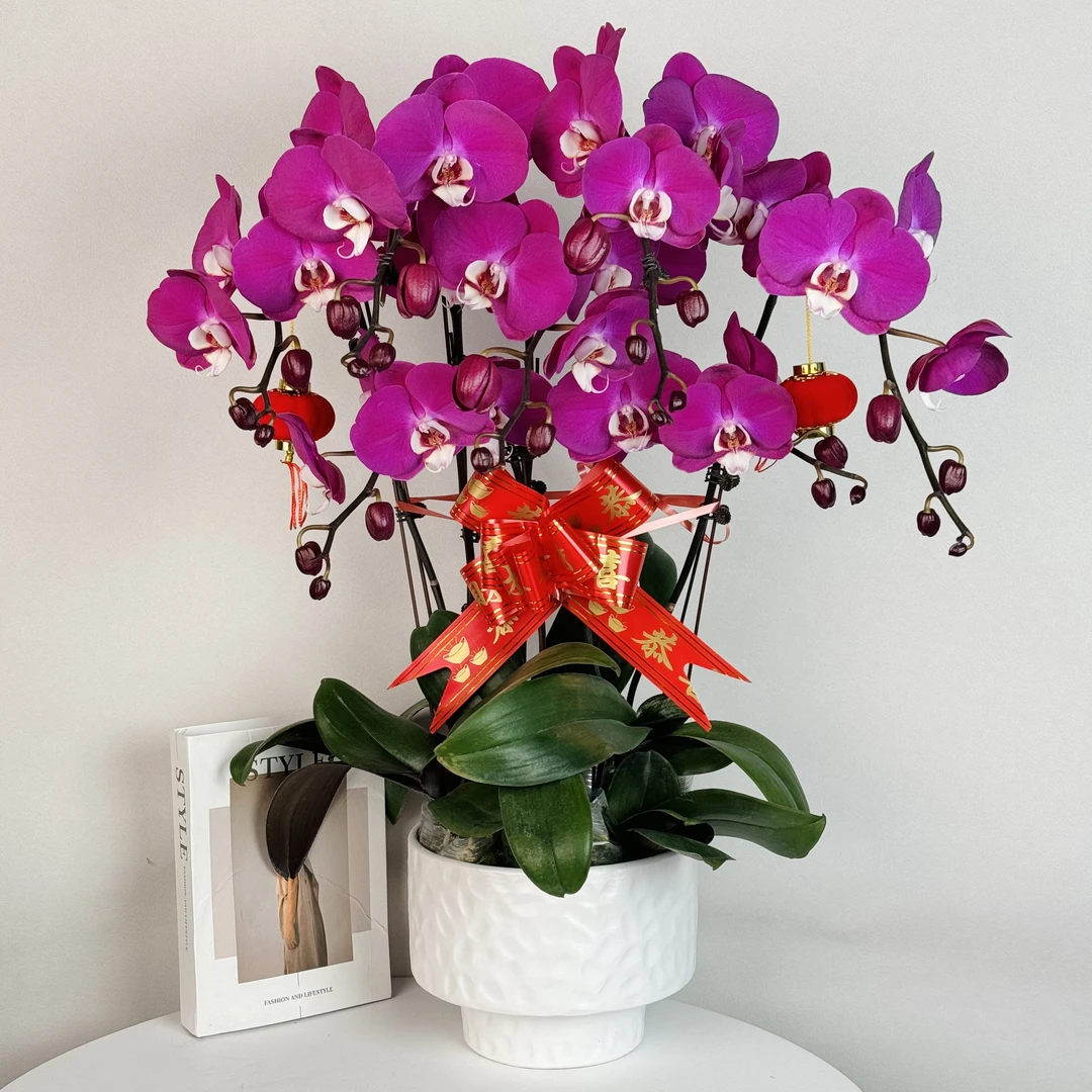蝴蝶兰《红苹果》年度爆款花艺术组盆美观花色娇艳耐养室内花5-6
