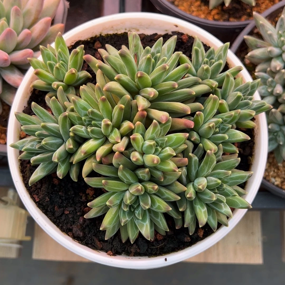 龙猫精品一物一拍多肉植物晾