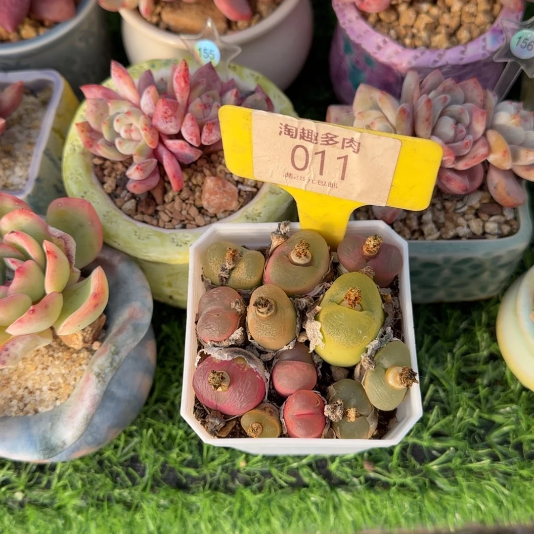 多肉植物生石化组合