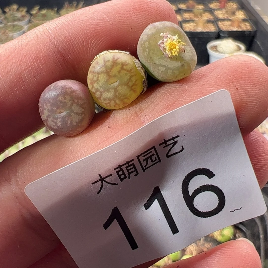 一物一拍。     116