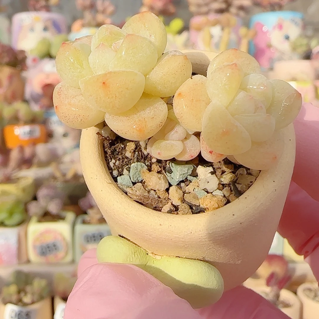 奶油冰玉 盆口3cm