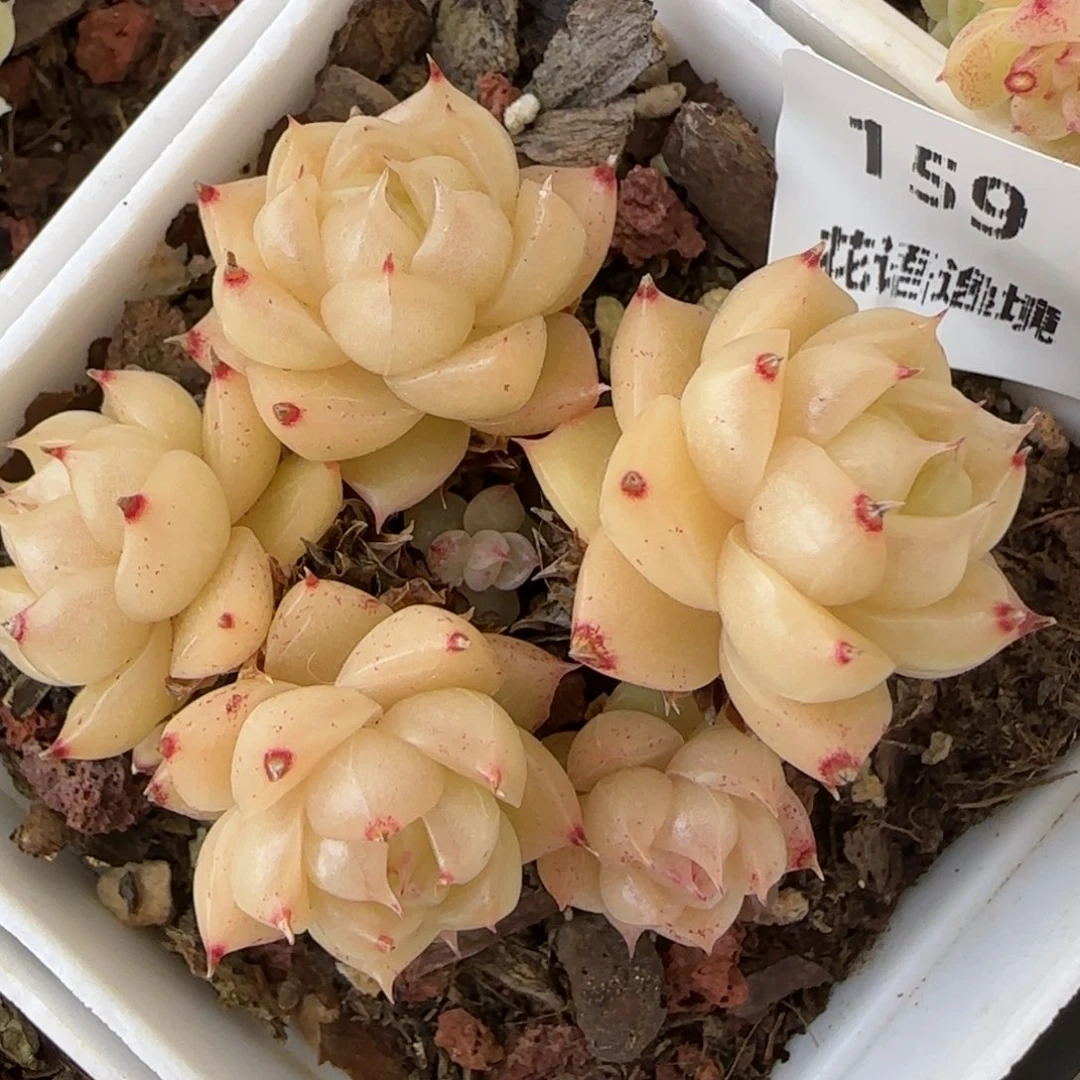 花语逸境0217-159散