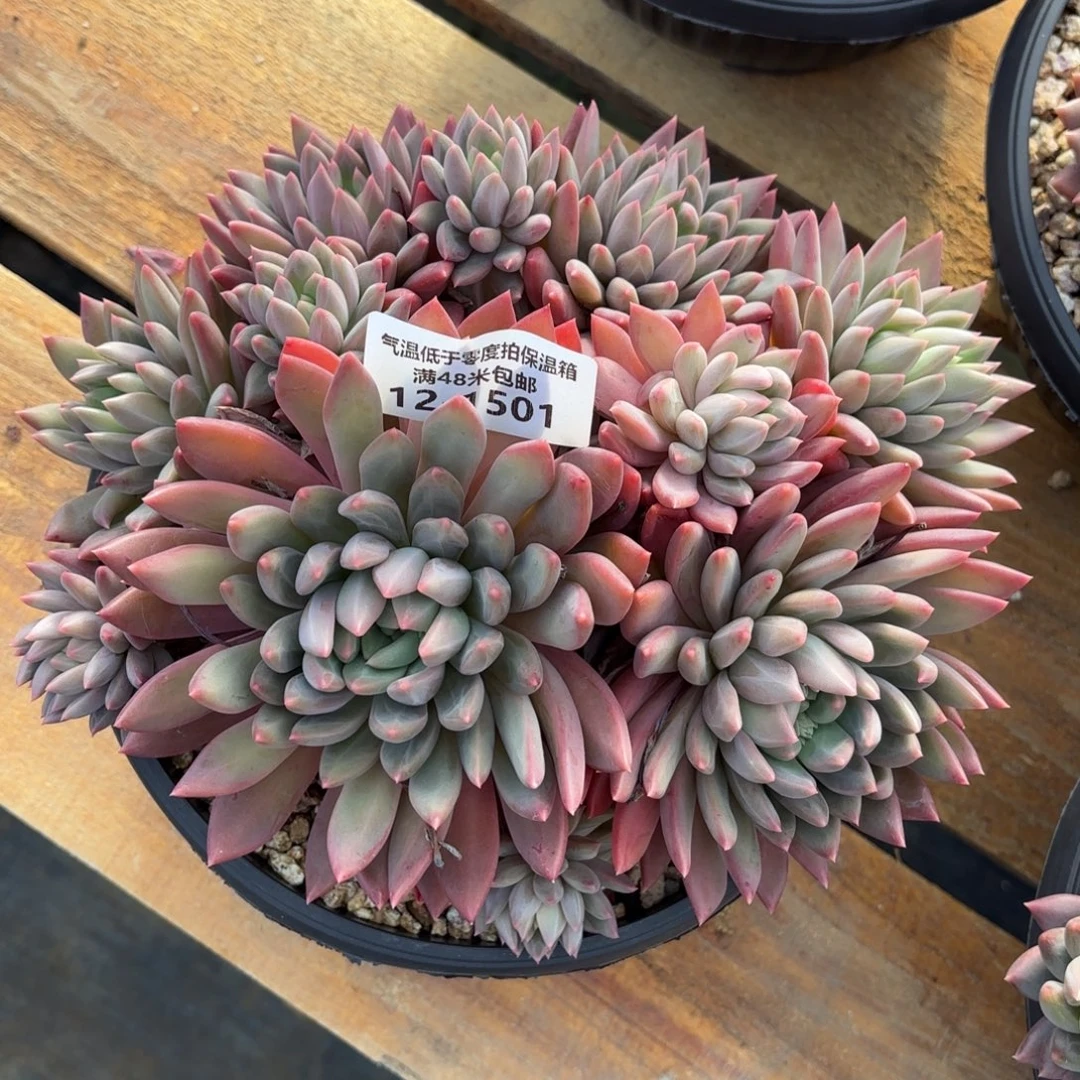 1501冰心公主美人多肉