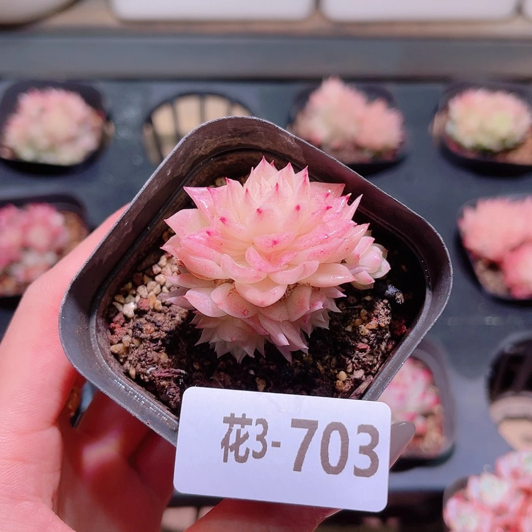 花利美3-703幻影