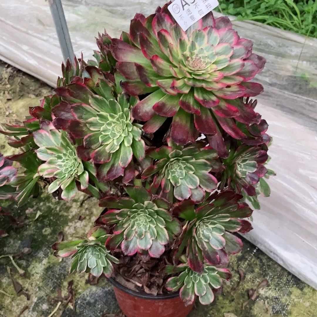 多肉植物嫦娥不包934