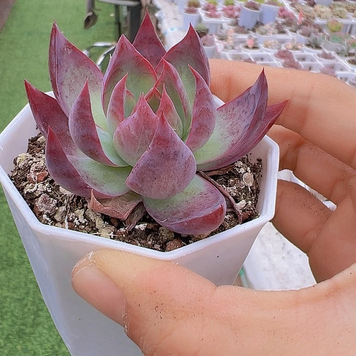 八角盆惊鸿仙子多肉植物
