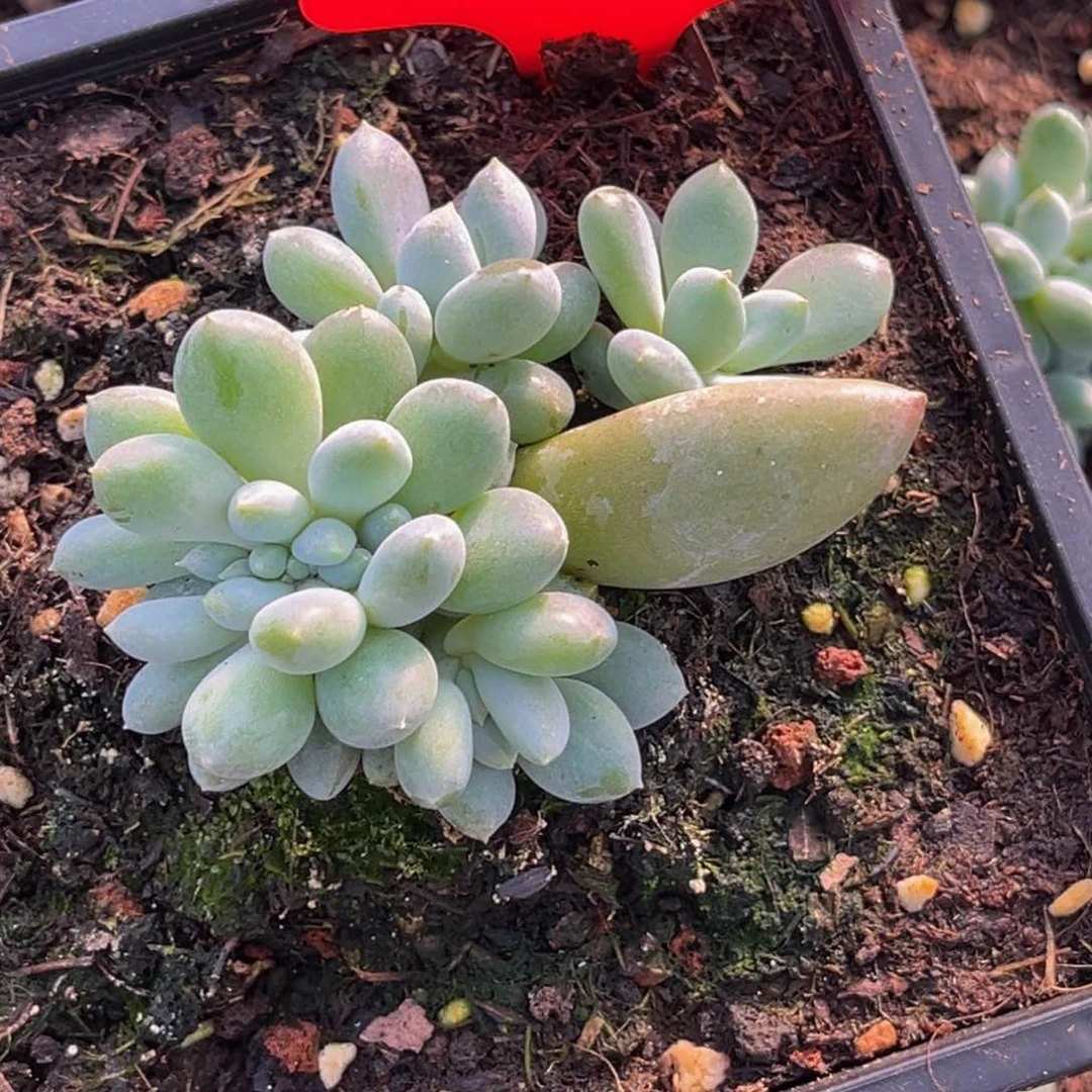 ****姐1340号早上多肉植物群生多肉