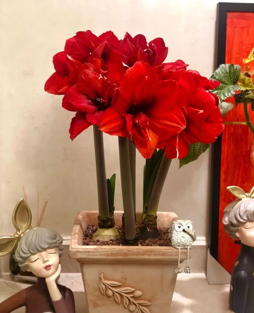 双王 秘鲁系列 朱顶红种球